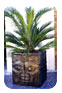 Africa Pot - T01